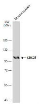 Western Blot: Cdc27 Antibody [NBP2-15829]