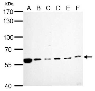 Western Blot: Cdc6 Antibody [NBP2-15837]