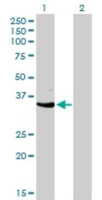 Western Blot: Cdk3 Antibody (3C12) [H00001018-M01]