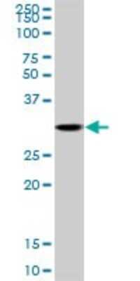 Western Blot: Cdk3 Antibody [H00001018-D01P]