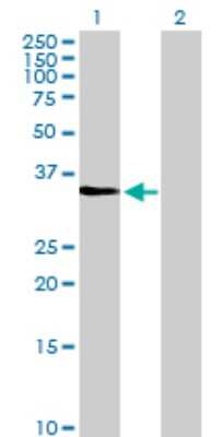 Western Blot: Cdk3 Antibody [H00001018-D01P]