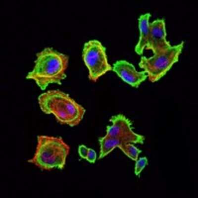 Immunocytochemistry/ Immunofluorescence: Cdk5 Antibody (4E4) - BSA Free [NBP2-37602]