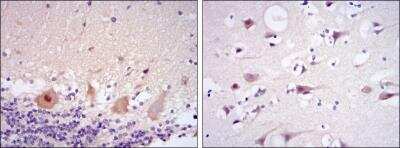 Immunohistochemistry-Paraffin: Cdk5 Antibody (4E4) - BSA Free [NBP2-37602]