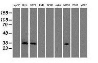 Western Blot: Cdk5 Antibody (OTI2H6)Azide and BSA Free [NBP2-70396]