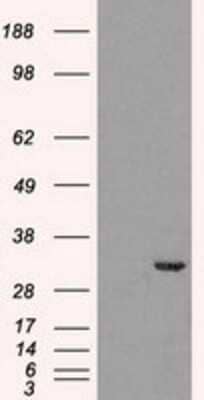 Western Blot: Cdk5 Antibody (OTI2H6)Azide and BSA Free [NBP2-70396]