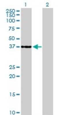 Western Blot: Cdk6 Antibody (8H4) [H00001021-M01]