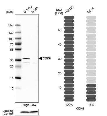 Western Blot: Cdk6 Antibody [NBP1-87262]