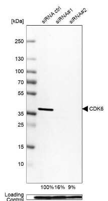 Western Blot: Cdk6 Antibody [NBP1-87262]