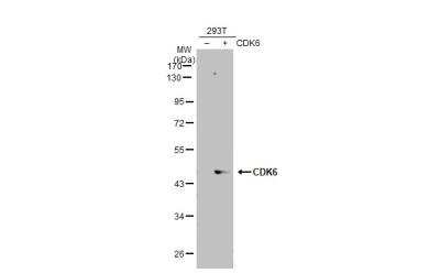 Western Blot: Cdk6 Antibody [NBP2-15846]