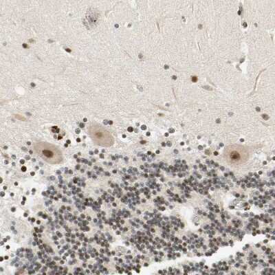 Immunohistochemistry-Paraffin: Cdk7 Antibody [NBP1-86666]