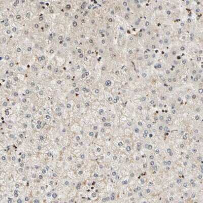 Immunohistochemistry-Paraffin: Cdk7 Antibody [NBP1-86666]