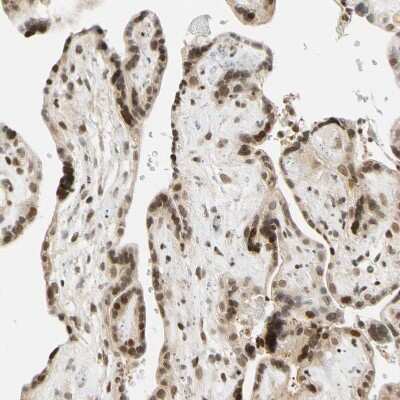 Immunohistochemistry-Paraffin: Cdk7 Antibody [NBP1-86666]