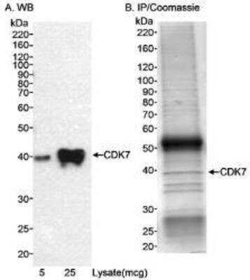 Western Blot: Cdk7 Antibody [NB100-581]