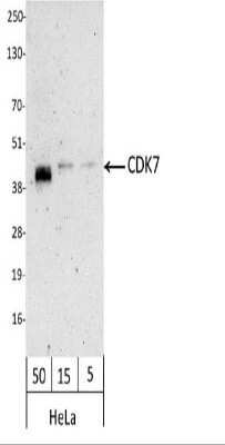 Western Blot: Cdk7 Antibody [NB100-581]