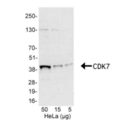 Western Blot: Cdk7 Antibody [NB100-581]