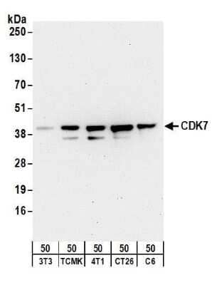 Western Blot: Cdk7 Antibody [NB100-581]