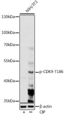 Western Blot: Cdk9 [p Thr186] AntibodyAzide and BSA Free [NBP3-05455]