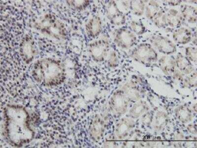 Immunohistochemistry-Paraffin: Cdx1 Antibody (2D8) [H00001044-M01]