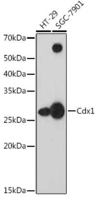 Western Blot: Cdx1 Antibody (8F6T7) [NBP3-16822]
