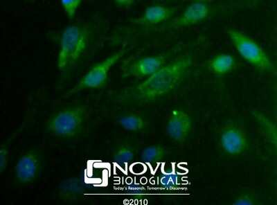 Immunocytochemistry/ Immunofluorescence: Cdx1 Antibody - BSA Free [NBP1-49538]