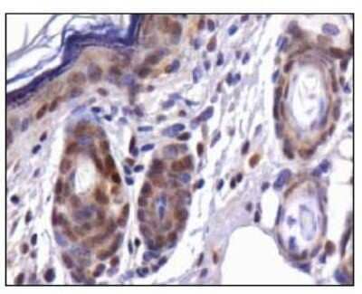 Immunohistochemistry: Cdx1 Antibody - BSA Free [NBP1-49538]