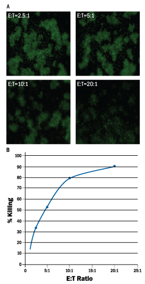Kit-expanded CIK Cells are Cytotoxic to Tumor Cells.