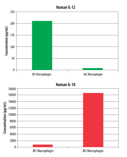 Differentiated Human M2 Macrophages Secrete IL-10. 