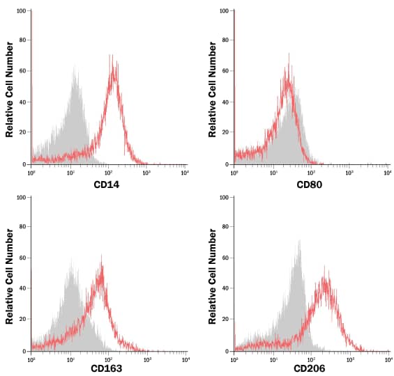 Phenotypic Analysis of Human M2 Macrophages. 