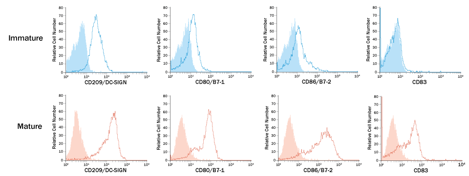 Phenotypic Analysis of Cultured Immature and Mature Monocyte-derived Dendritic Cells.