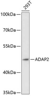 Western Blot: Centaurin alpha 2 AntibodyAzide and BSA Free [NBP2-92057]