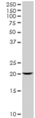 Western Blot: Centrin 3 Antibody (3E6) [H00001070-M01]