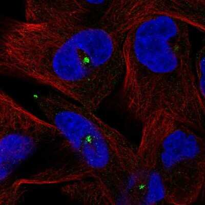 Immunocytochemistry/ Immunofluorescence: Centrin 3 Antibody [NBP2-56231]