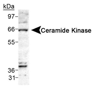 Western Blot: Ceramide Kinase Antibody [NB100-2911]