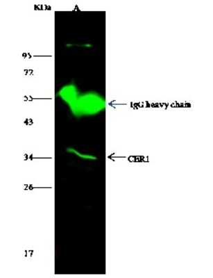 Immunoprecipitation: Cerberus 1 Antibody [NBP2-99622]