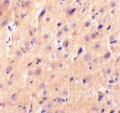 Immunohistochemistry-Paraffin: Cerebellin-1/Precerebellin Antibody - BSA Free [NBP1-77239]