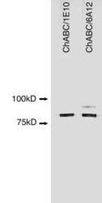 Western Blot: ChABC Antibody (1E10)Azide and BSA Free [NBP2-80665]