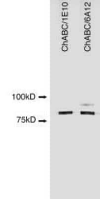 Western Blot: ChABC Antibody (1E10) [NBP1-96141]