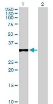 Western Blot: ChGn Antibody [H00055790-B02P]