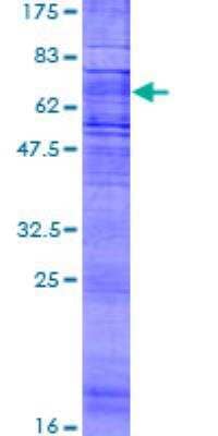 SDS-PAGE: Recombinant Human ChemR23/CMKLR1 GST (N-Term) Protein [H00001240-P01]