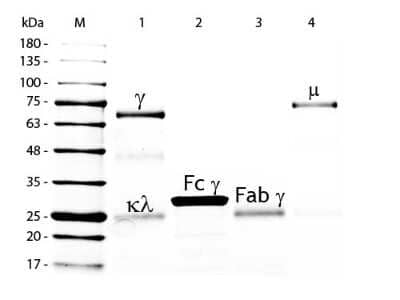 SDS-PAGE: Chicken IgG F(ab) Isotype Control [Biotin] [NBP1-97164]