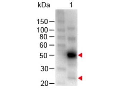 Western Blot: Chicken anti-Human IgG (H+L) Secondary Antibody [NB120-6713]