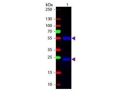 Western Blot: Chicken anti-Mouse IgG (H+L) Secondary Antibody [NB7593]