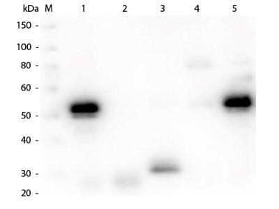 Western Blot: Chicken anti-Rabbit IgG (H+L) Secondary Antibody [NB120-6831]