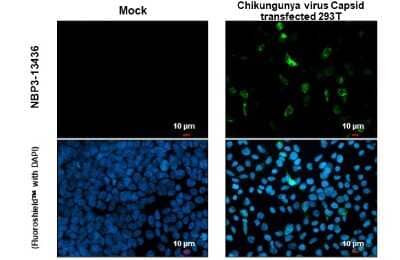 Immunocytochemistry/ Immunofluorescence: Chikungunya Virus Capsid Antibody [NBP3-13436]