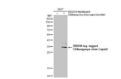 Western Blot: Chikungunya Virus Capsid Antibody [NBP3-13436]