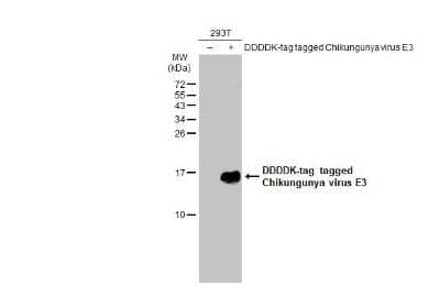 Western Blot: Chikungunya Virus E3 Antibody [NBP3-13437]