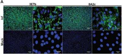 Immunocytochemistry/ Immunofluorescence: Chikungunya Virus Antibody (3E7b) [NBP2-53118]