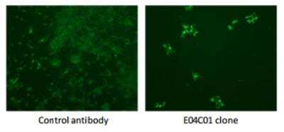 Neutralization: Chikungunya Virus Antibody (E04C1.02) [DDX9104P-100]