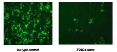 Neutralization: Chikungunya Virus Antibody (E26C4) [DDX9102P-100]