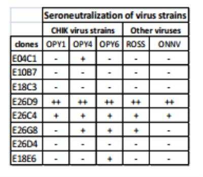 Neutralization: Chikungunya Virus Antibody (E26C4) [DDX9102P-100]